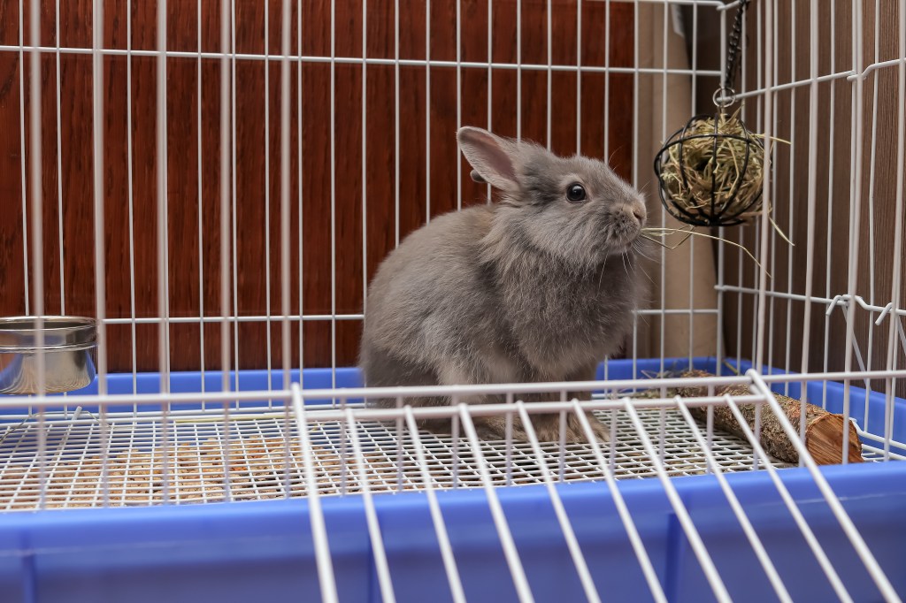 little gray fluffy rabbit sits in a cage and eats hay