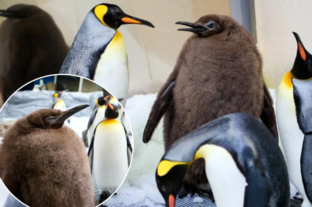 Meet Pesto, the 49-pound penguin who's going viral on the Internet