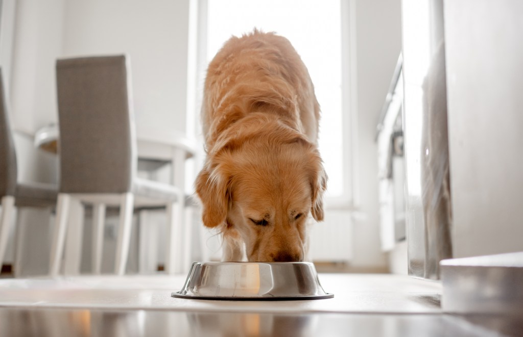 Golden retriever dog eating from a bowl in a brightly lit kitchen